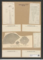 Coscinodiscus asteromphalus var. hybridus Grun. (de-Toni-Nr.: Genus 202, Species 5036) Zeichnungen Sammlung Grunow Nr. 8776 (NHMW-BOT-W0378371)